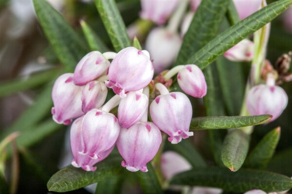 Andromeda polifolia 30- 40 cm