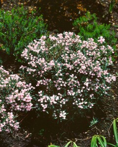 Andromeda polifolia 30- 40 cm