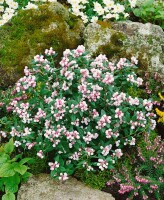 Andromeda polifolia 30- 40 cm