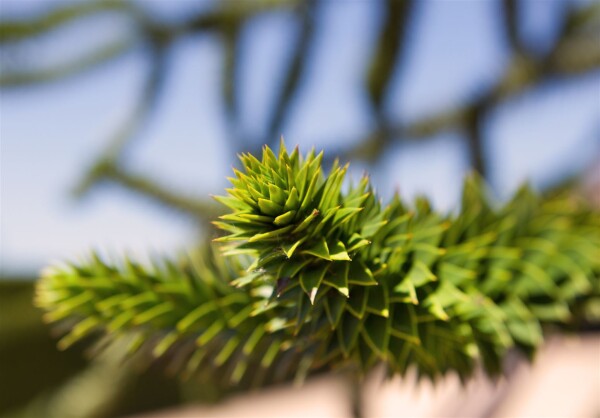 Araucaria araucana 20- 25 cm