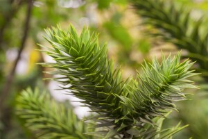 Araucaria araucana 20- 25 cm