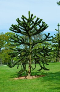 Araucaria araucana 20- 25 cm