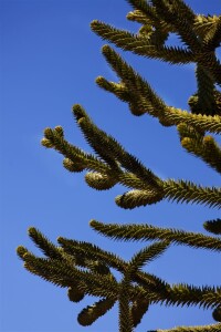 Araucaria araucana 20- 25 cm