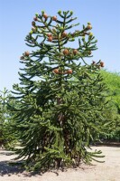 Araucaria araucana 20- 25 cm