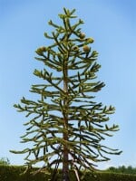 Araucaria araucana 20- 25 cm