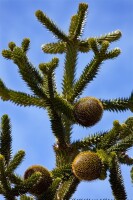 Araucaria araucana 20- 25 cm