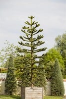 Araucaria araucana 20- 25 cm