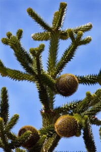 Araucaria araucana 25- 30 cm