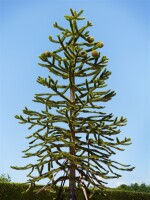 Araucaria araucana 25- 30 cm