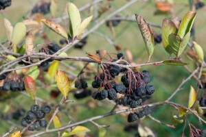 Aronia prunifolia Nero 80- 100 cm