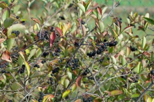 Aronia prunifolia Nero 80- 100 cm