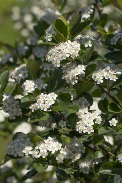 Aronia prunifolia Viking 9 cm Topf - Höhe variiert