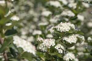 Aronia prunifolia Viking 9 cm Topf - Höhe variiert