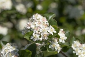 Aronia prunifolia Viking 9 cm Topf - Höhe variiert