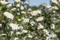 Aronia prunifolia Viking 9 cm Topf - Höhe variiert