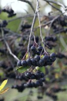 Aronia prunifolia Viking 9 cm Topf - Höhe variiert