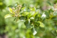 Aronia prunifolia Viking 9 cm Topf - Höhe variiert