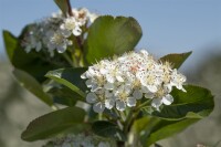 Aronia prunifolia Viking 9 cm Topf - Höhe variiert