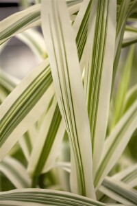 Arundo donax Variegata C7,5