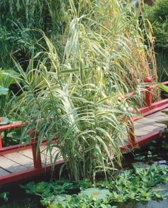 Arundo donax Variegata C7,5