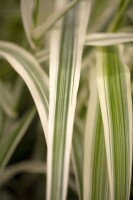 Arundo donax Variegata C7,5