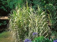 Arundo donax Variegata C7,5