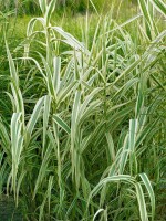 Arundo donax Variegata C7,5