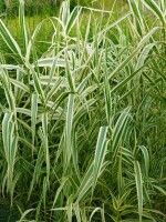 Arundo donax Variegata C7,5