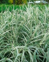 Arundo donax Variegata C7,5