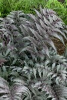 Athyrium niponicum Metallicum 30- 40 cm