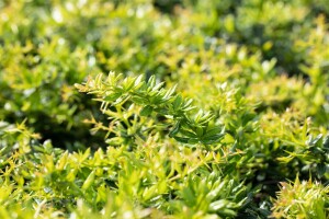 Berberis candidula 30- 40 cm