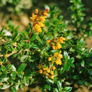 Berberis candidula 30- 40 cm