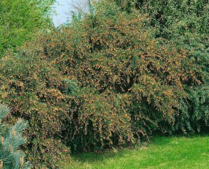 Berberis candidula 30- 40 cm