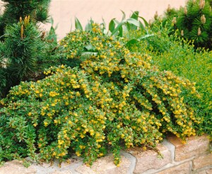 Berberis candidula 30- 40 cm