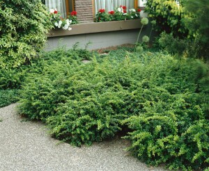 Berberis candidula 30- 40 cm