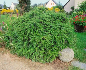 Berberis candidula 30- 40 cm