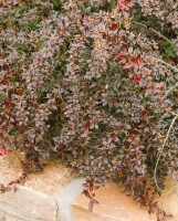 Berberis candidula 30- 40 cm