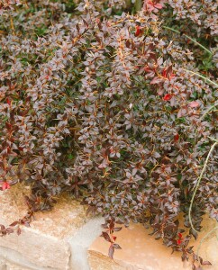 Berberis candidula mb 40-50 cm