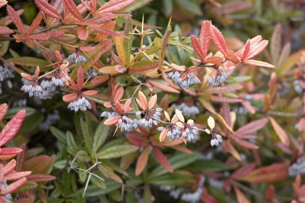 Berberis julianae 60- 80 cm