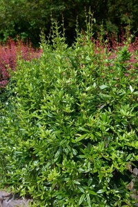 Berberis julianae 60- 80 cm