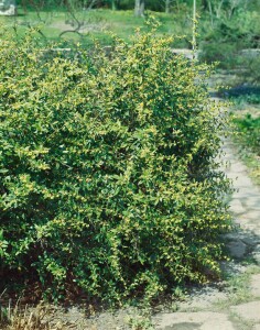 Berberis julianae 60- 80 cm