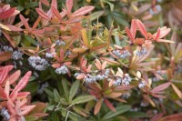 Berberis julianae 60- 80 cm