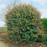 Berberis julianae 60- 80 cm