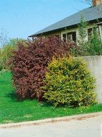 Berberis julianae 60- 80 cm