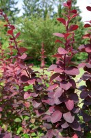 Berberis ottawensis Superba 100- 125 cm