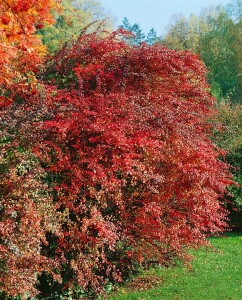 Berberis thunbergii Atropurpurea kräftig 3xv mb 100-125 cm kräftig