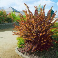 Berberis thunbergii Atropurpurea kräftig 3xv mb 100-125 cm kräftig