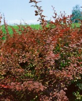 Berberis thunbergii Atropurpurea kräftig 3xv mb 100-125 cm kräftig