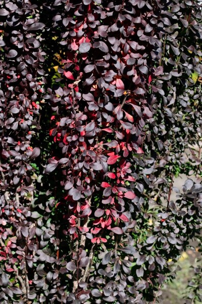 Berberis thunbergii Red Pillar 9 cm Topf - Höhe variiert 10-15