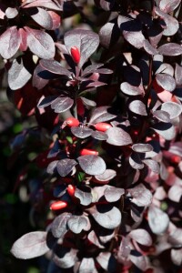 Berberis thunbergii Red Pillar 9 cm Topf - Höhe variiert 10-15